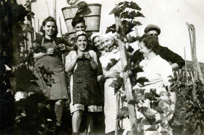 01 - Vendanges en 1945 : presque chaque famille possédait quelques vignes