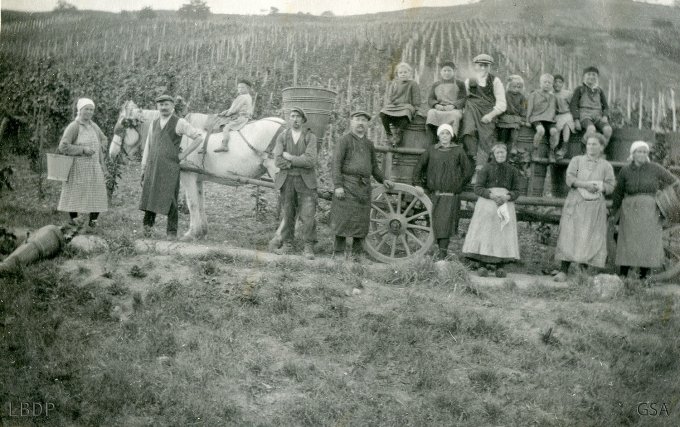 16 - Les vendanges vers 1935