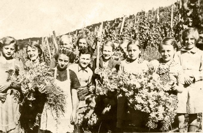 14 -Les enfants du village cueuillent du "Schafgarben" (Achillée Millefeuille) pour la tisane des soldats allemands