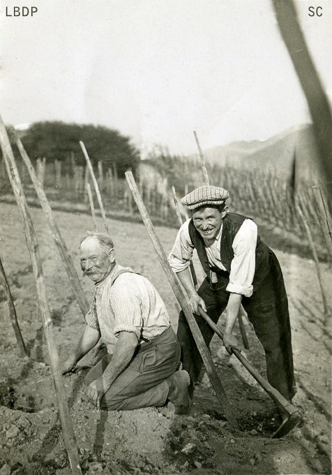 17 - Dans les vignes vers 1934
