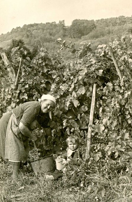 019 - Les vendanges - Tannacher Anne et Josiane