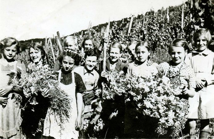 27 - Les enfants du village cueuillent du "Schafgarben" (Achillée Millefeuille) pour la tisane des soldats allemands