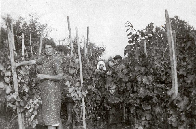 10 - Les vendanges vers 1946