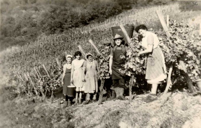 30 - Les vendanges dans les vignes de Kornmann René