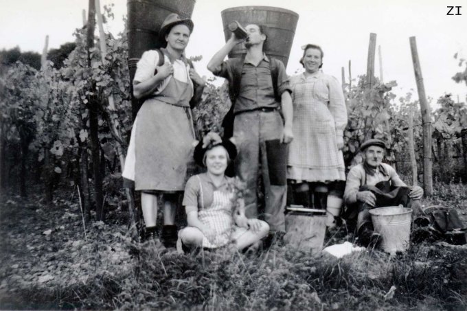 17 - Les vendanges en 1950